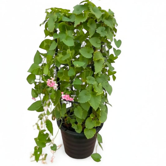 Antigonon Leptopus, Coral vine, Mexican Creeper