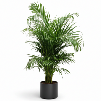 Areca Palm , Chrysalidocarpus lutescens (Outdoor)