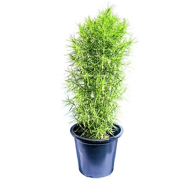 Summer Cypress, Kochia - www.Greenie.ae Buy online Best and Healthy Plants and quality products guarantee in Dubai Plants Shop in Dubai Abu Dhabi all over UAE Plants near me Fresh Plants in Dubai where to buy plants in UAE - Greenie.ae
