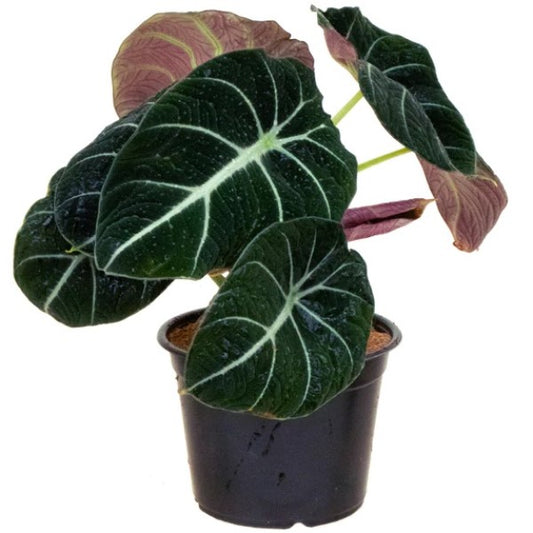 Alocasia Black Velvet Dwarf - www.Greenie.ae Buy online Best and Healthy Plants and quality products guarantee in Dubai Plants Shop in Dubai Abu Dhabi all over UAE Plants near me Fresh Plants in Dubai where to buy plants in UAE - Greenie.ae
