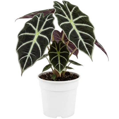 Alocasia Black Velvet Dwarf - Greenie.ae Dubai UAE Delivery Online Shop