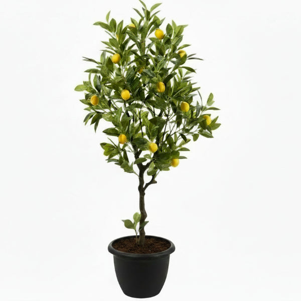 Lemon Tree, Citrus Lemon - Greenie.ae Dubai UAE Delivery Online Shop
