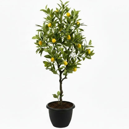 Lemon Tree, Citrus Lemon - Greenie.ae Dubai UAE Delivery Online Shop