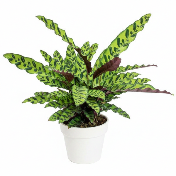 Calathea Lancifolia, Rattlesnake Plant