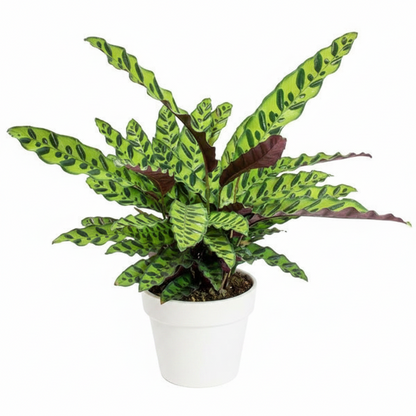 Calathea Lancifolia, Rattlesnake Plant