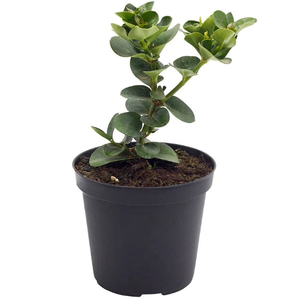 Potted plant with green leaves on a white background