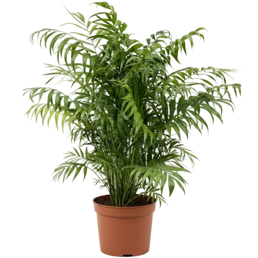 Parlour Palm, Bamboo Palm, Chamaedorea elegans - Greenie.ae Dubai UAE Delivery Online Shop