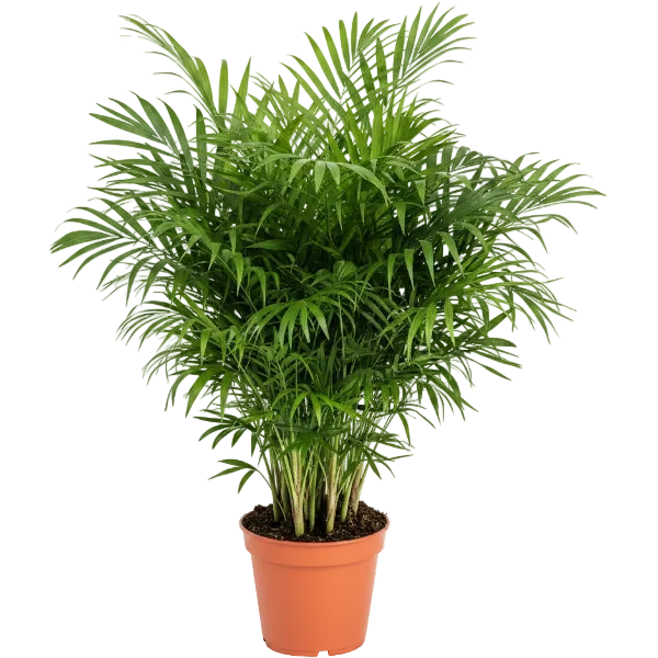 A green palm plant in a terracotta-colored plastic pot, isolated on a white background.
