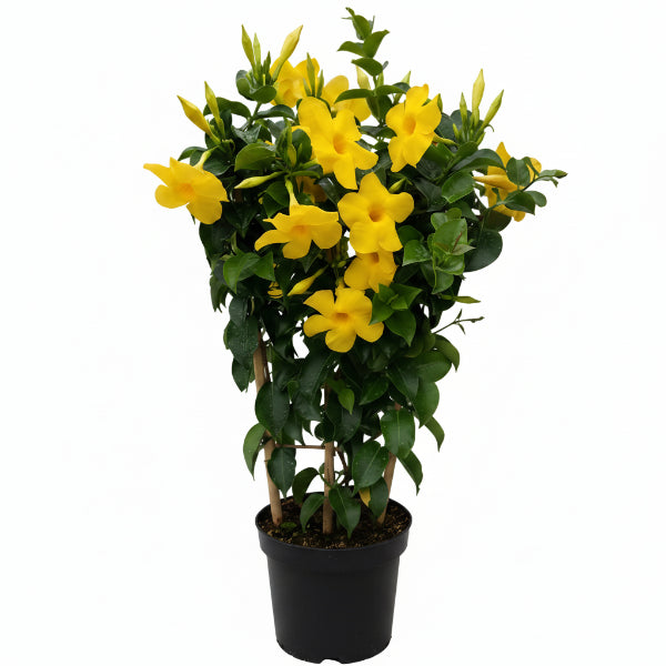 Yellow Bell Climber, Mandevilla Splendens