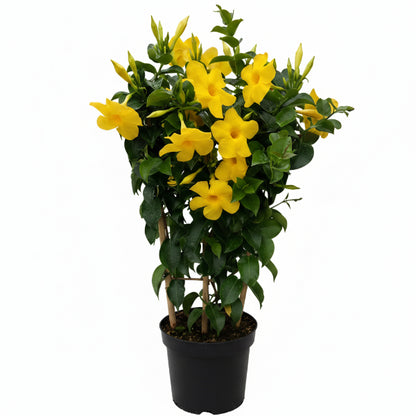 Yellow Bell Climber, Mandevilla Splendens