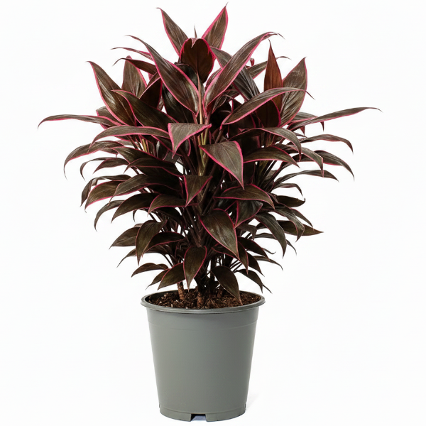 Cordyline Fruticosa Mambo, Hawaiian Ti Plant, Good luck plant