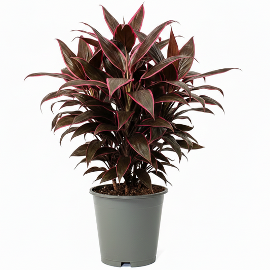 Cordyline Fruticosa Mambo, Hawaiian Ti Plant, Good luck plant