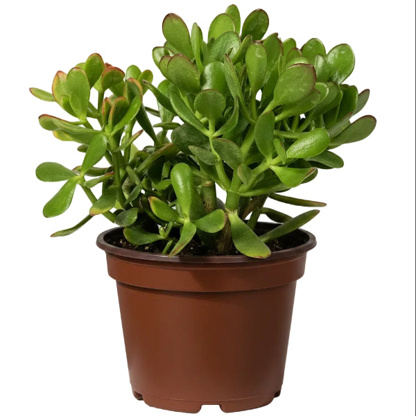 Money Tree, Crassula ovata, Dollar Plant, Jade Plant, Jade Tree - www.Greenie.ae Buy online Best and Healthy Plants and quality products guarantee in Dubai Plants Shop in Dubai Abu Dhabi all over UAE Plants near me Fresh Plants in Dubai where to buy plants in UAE - Greenie.ae