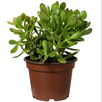 Money Tree, Crassula ovata, Dollar Plant, Jade Plant, Jade Tree - www.Greenie.ae Buy online Best and Healthy Plants and quality products guarantee in Dubai Plants Shop in Dubai Abu Dhabi all over UAE Plants near me Fresh Plants in Dubai where to buy plants in UAE - Greenie.ae