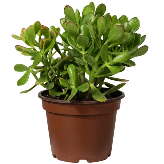 Money Tree, Crassula ovata, Dollar Plant, Jade Plant, Jade Tree - www.Greenie.ae Buy online Best and Healthy Plants and quality products guarantee in Dubai Plants Shop in Dubai Abu Dhabi all over UAE Plants near me Fresh Plants in Dubai where to buy plants in UAE - Greenie.ae