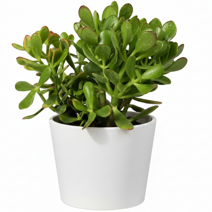 Money Tree, Crassula ovata, Dollar Plant, Jade Tree
