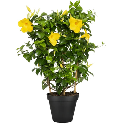 Yellow Bell Climber, Mandevilla Splendens