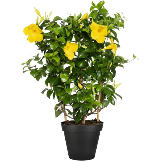 Yellow Bell Climber, Mandevilla Splendens
