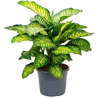 dieffenbachia maculata mars Dieffenbachia Seguine, Maroba, Mars Dubai UAE best online Plants
