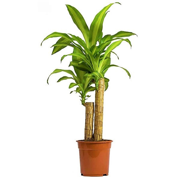 Dracaena Fragrans, Massangeana - www.Greenie.ae Buy online Best and Healthy Plants and quality products guarantee in Dubai Plants Shop in Dubai Abu Dhabi all over UAE Plants near me Fresh Plants in Dubai where to buy plants in UAE - Greenie.ae