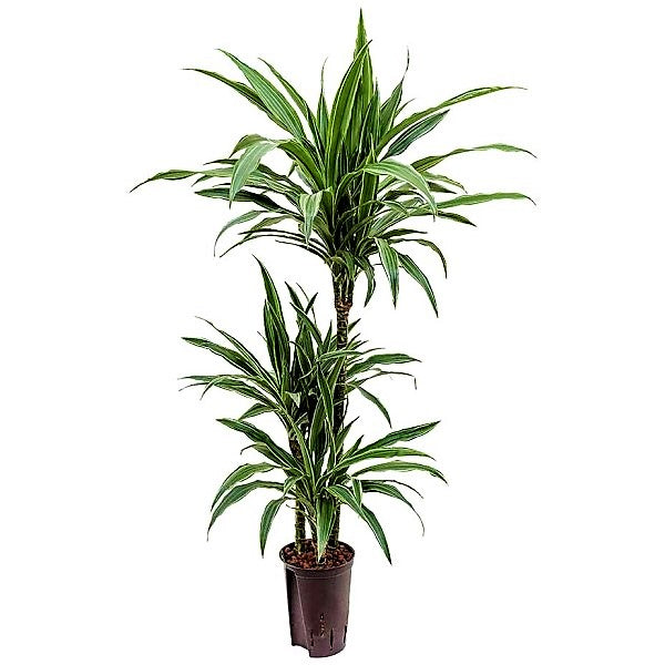 Dracaena deremensis Warneckei - www.Greenie.ae Buy online Best and Healthy Plants and quality products guarantee in Dubai Plants Shop in Dubai Abu Dhabi all over UAE Plants near me Fresh Plants in Dubai where to buy plants in UAE - Greenie.ae