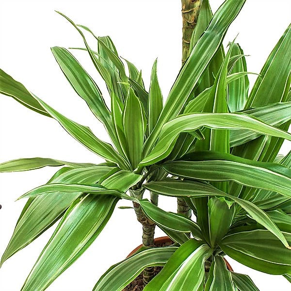 Dracaena deremensis Warneckei - www.Greenie.ae Buy online Best and Healthy Plants and quality products guarantee in Dubai Plants Shop in Dubai Abu Dhabi all over UAE Plants near me Fresh Plants in Dubai where to buy plants in UAE - Greenie.ae