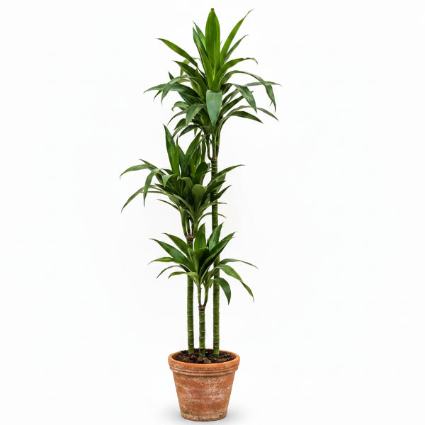 Dracaena fragrans, Janet Craig