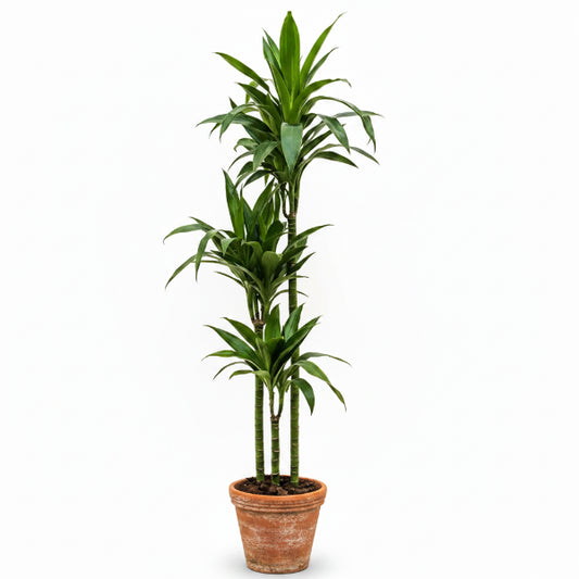 Dracaena fragrans, Janet Craig