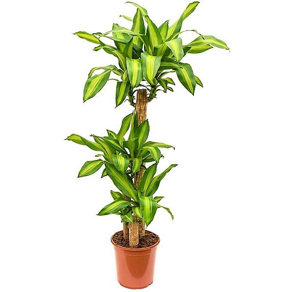 Dracaena Fragrans, Massangeana - www.Greenie.ae Buy online Best and Healthy Plants and quality products guarantee in Dubai Plants Shop in Dubai Abu Dhabi all over UAE Plants near me Fresh Plants in Dubai where to buy plants in UAE - Greenie.ae