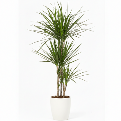 Dracaena Marginata
