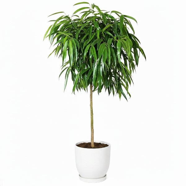 Ficus alii Amstel, Long Leaf Ficus - Greenie.ae Dubai UAE Delivery Online Shop