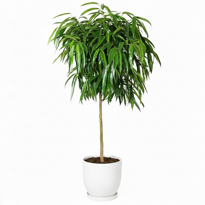 Ficus alii Amstel, Long Leaf Ficus - Greenie.ae Dubai UAE Delivery Online Shop