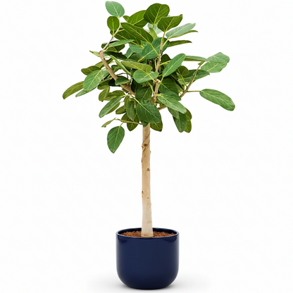 Ficus Benghalensis, Banyan Fig