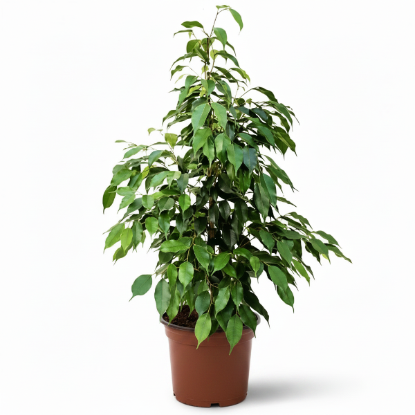 Ficus Benjamin Danielle, Weeping Fig