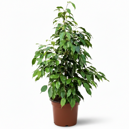 Ficus Benjamin Danielle, Weeping Fig
