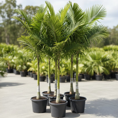 Foxtail Palm, Wodyetia Bifurcata