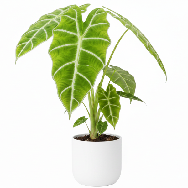 Alocasia Frydek, Green Velvet Alocasia - Greenie.ae Dubai UAE Delivery Online Shop
