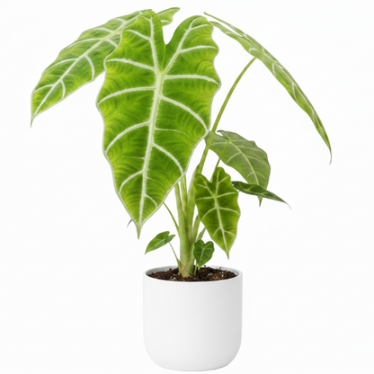 Alocasia Frydek, Green Velvet Alocasia - Greenie.ae Dubai UAE Delivery Online Shop