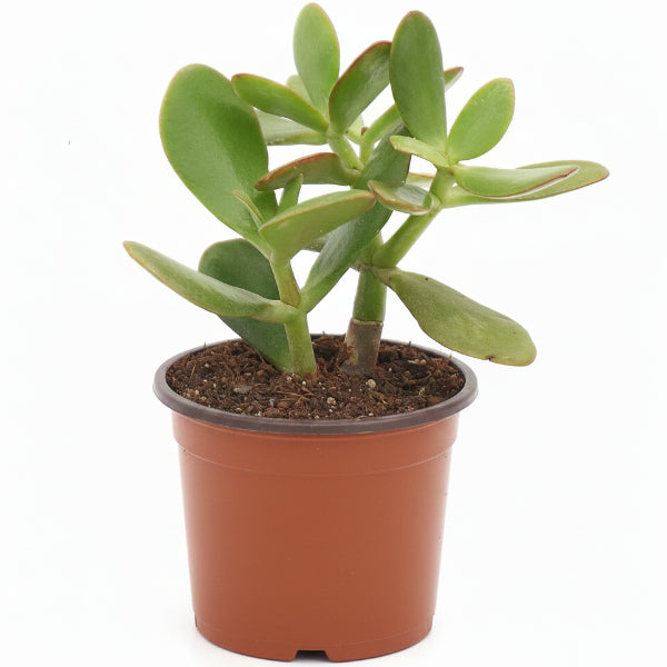 Money Tree, Crassula ovata, Dollar Plant, Jade Tree