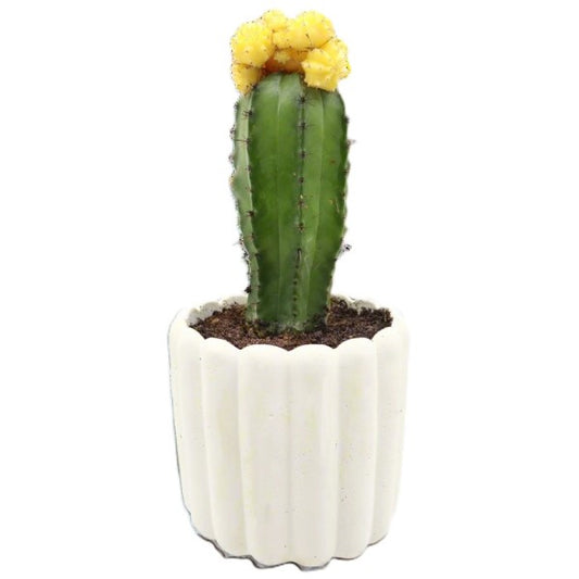 Gymnocalycium small 10-15cm