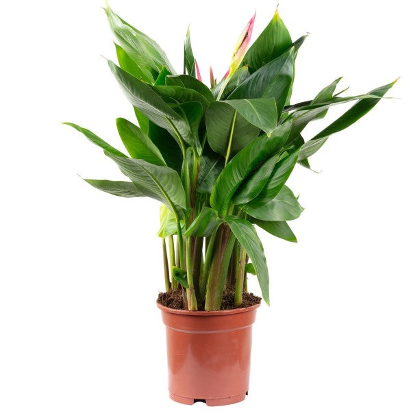 Heliconia Psittacorum, Parakeet flower, Parrot’s beak