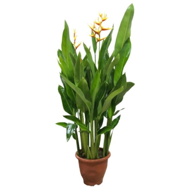 Heliconia Psittacorum, Parakeet flower, Parrot’s beak