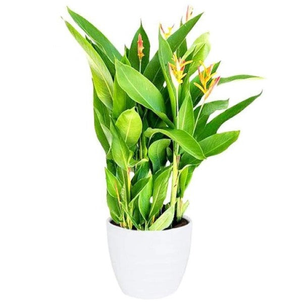 Heliconia Psittacorum, Parakeet flower, Parrot’s beak