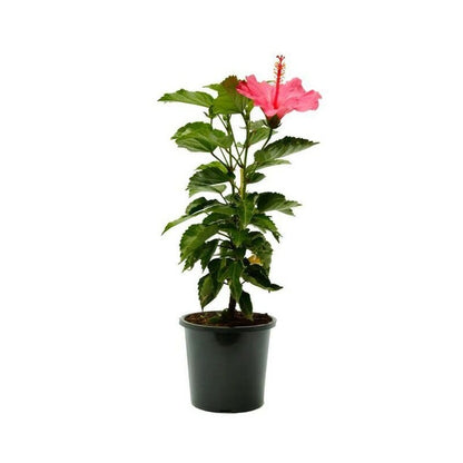 Sinensis Red, Hibiscus Rosa