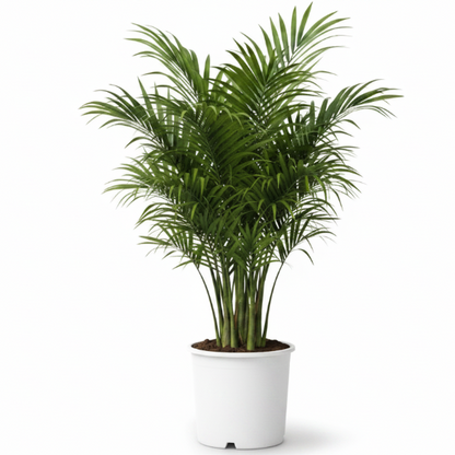 Kentia Palm, Thatch Palm, Howea forsteriana