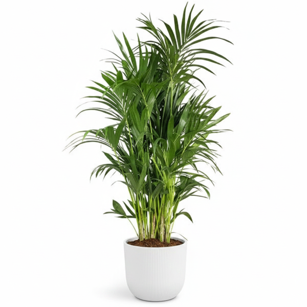 Kentia Palm, Thatch Palm, Howea forsteriana