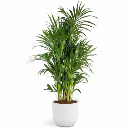 Kentia Palm, Thatch Palm, Howea forsteriana
