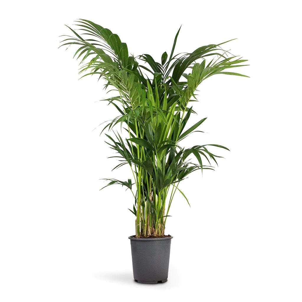 Kentia Palm, Thatch Palm, Howea forsteriana - www.Greenie.ae Buy online Best and Healthy Plants and quality products guarantee in Dubai Plants Shop in Dubai Abu Dhabi all over UAE Plants near me Fresh Plants in Dubai where to buy plants in UAE - Greenie.ae