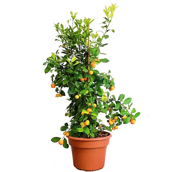Citrus Microcarpa, Calamansi Citrus - www.Greenie.ae Buy online Best and Healthy Plants and quality products guarantee in Dubai Plants Shop in Dubai Abu Dhabi all over UAE Plants near me Fresh Plants in Dubai where to buy plants in UAE - Greenie.ae