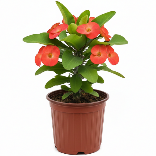 Euphorbia Milii, Crown Of Thorns